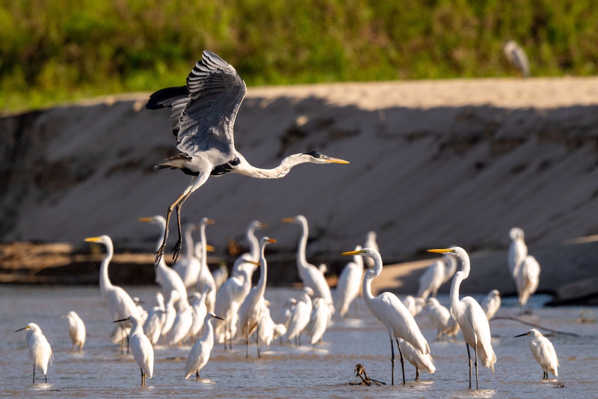Cocoi Heron - ML642992168