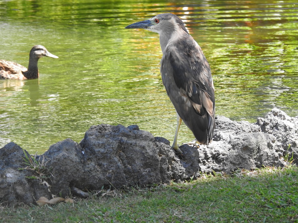 Black-crowned Night Heron - ML642992170