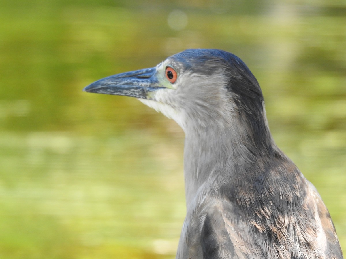Black-crowned Night Heron - ML642992171