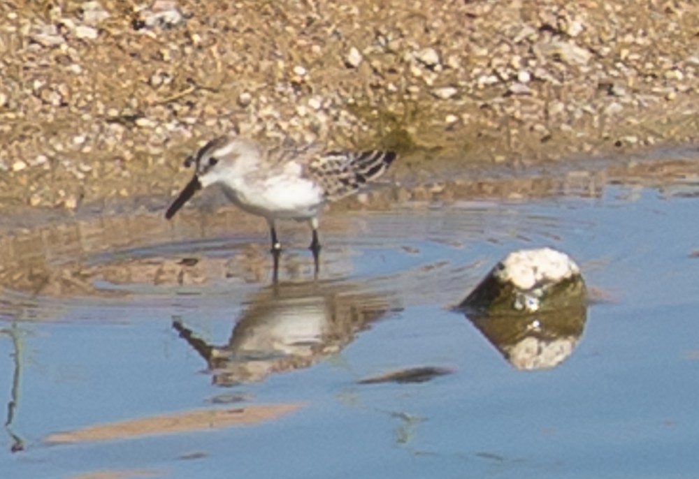 beringsnipe - ML642992172