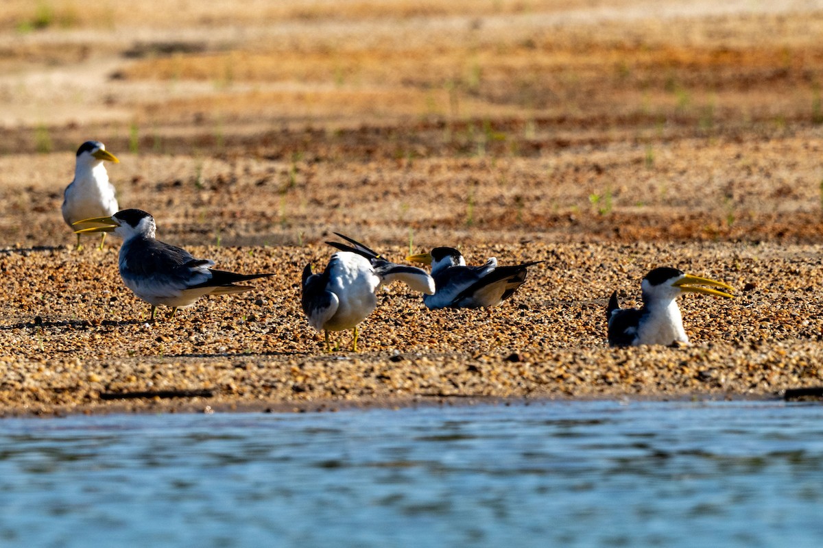 Large-billed Tern - ML642992173