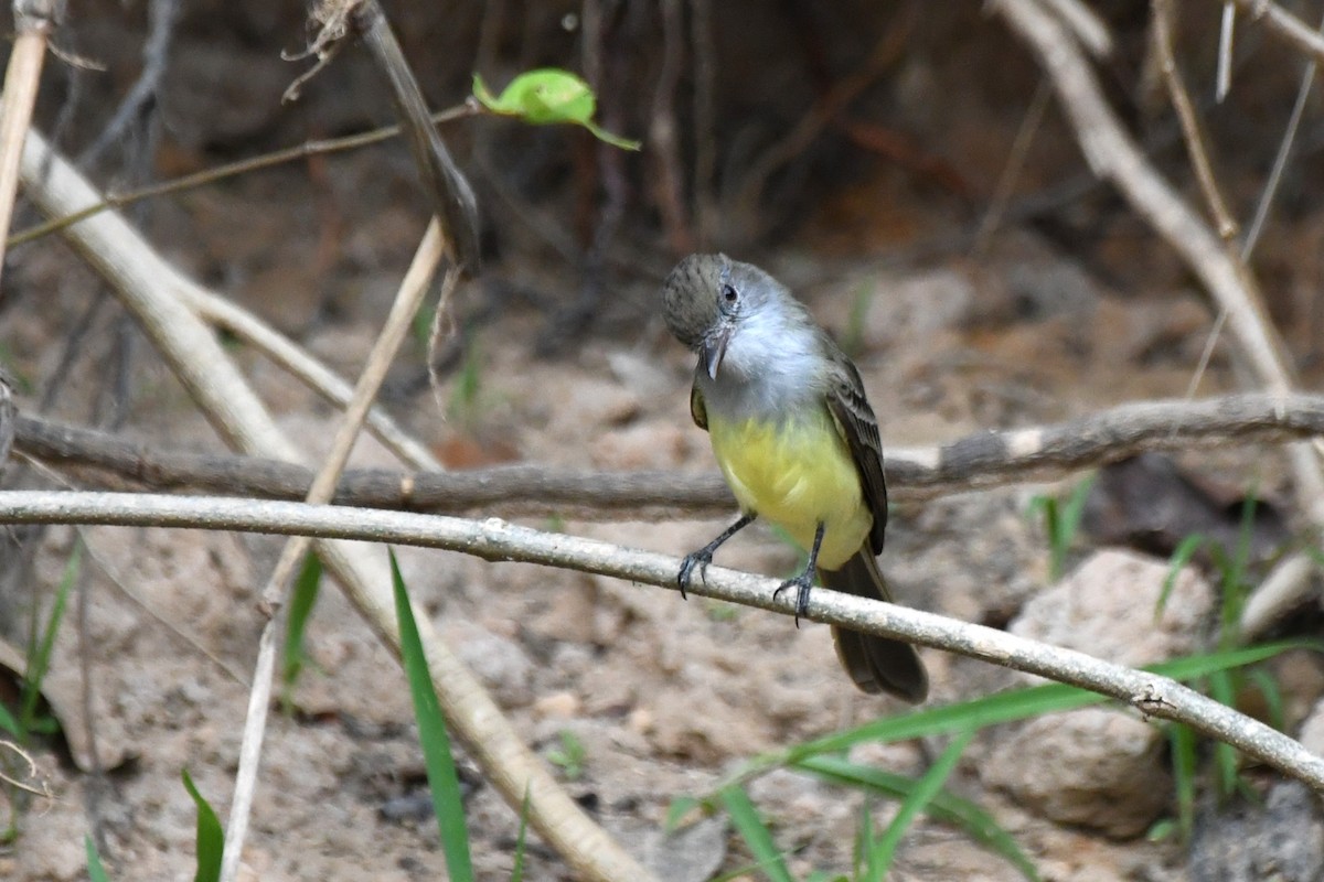Short-crested Flycatcher - ML642992184