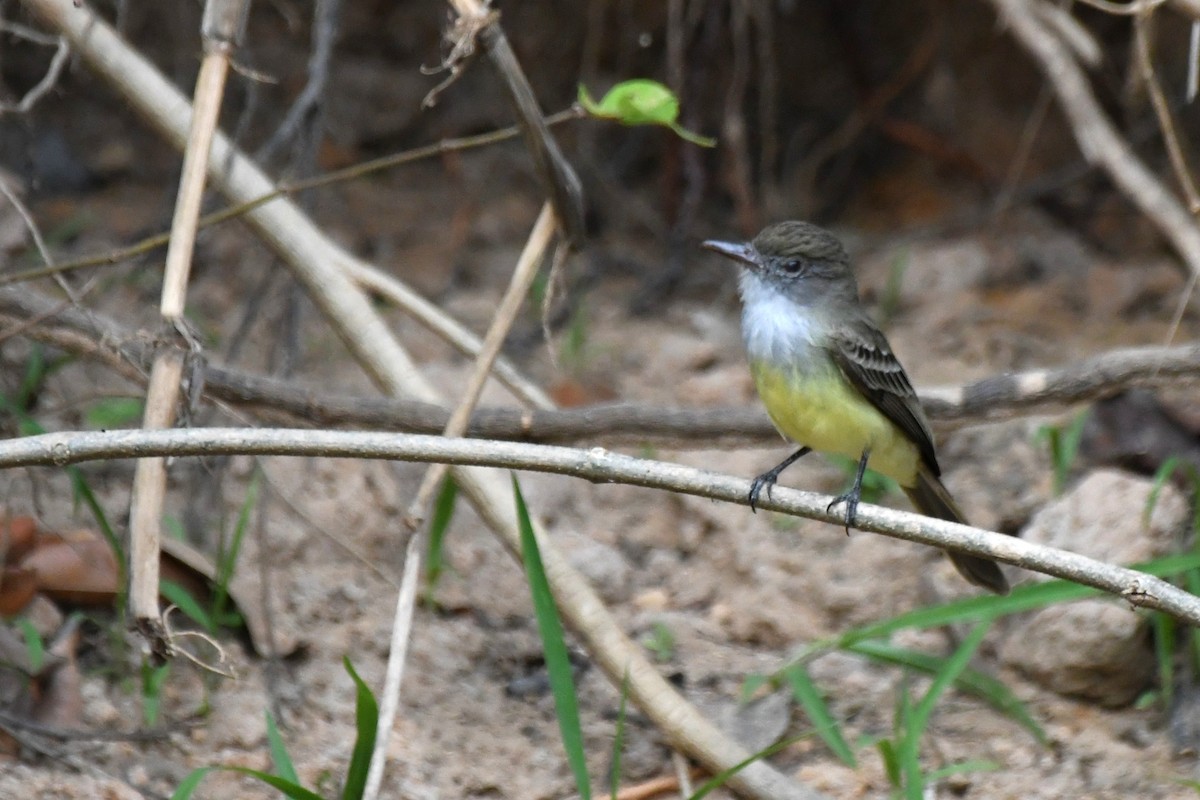 Short-crested Flycatcher - ML642992186