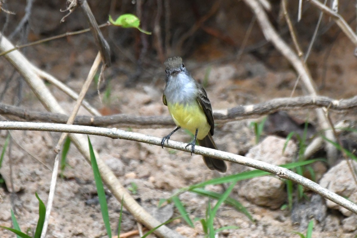 Short-crested Flycatcher - ML642992188