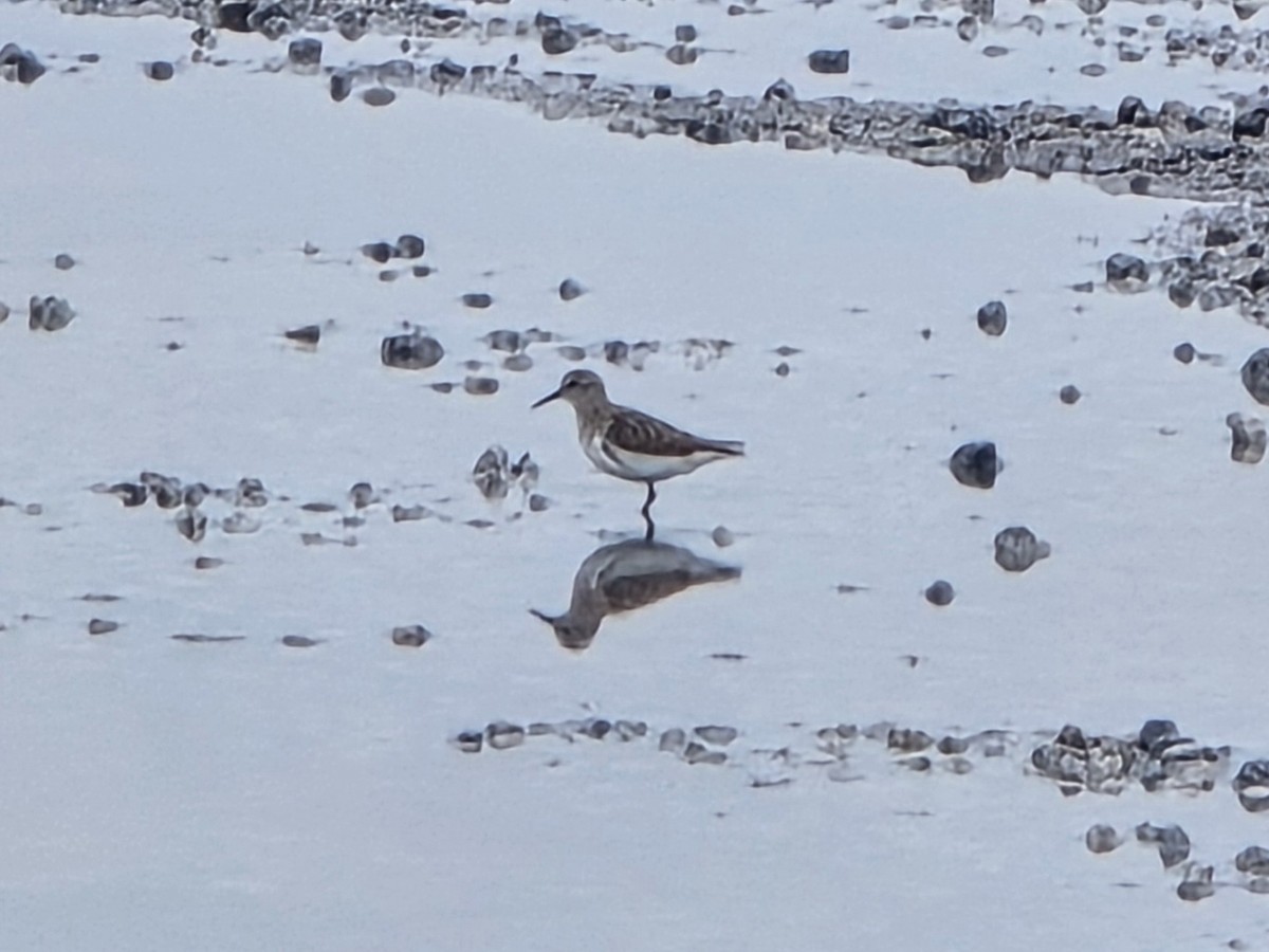 Calidris, unbestimmt - ML642992208
