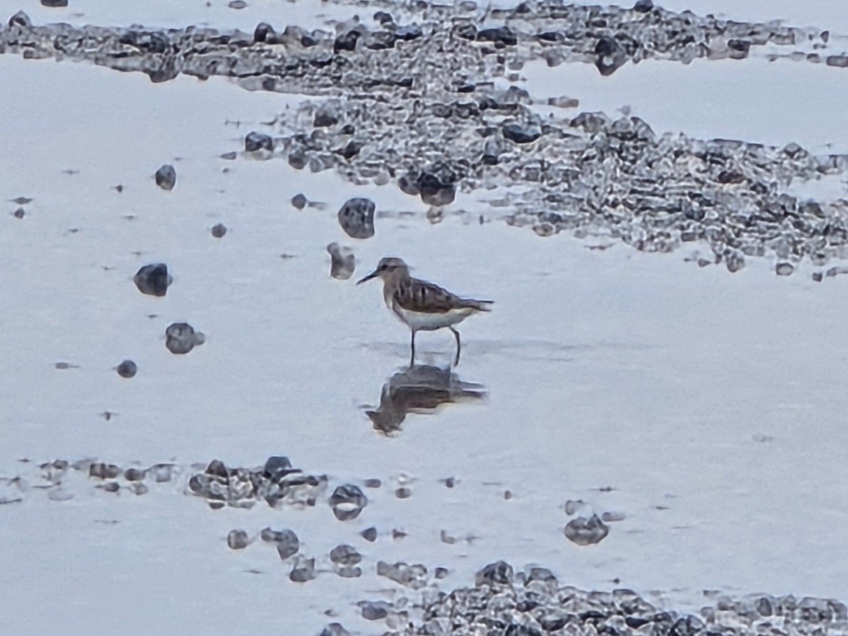 Calidris, unbestimmt - ML642992209