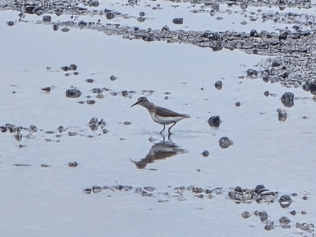Calidris, unbestimmt - ML642992210