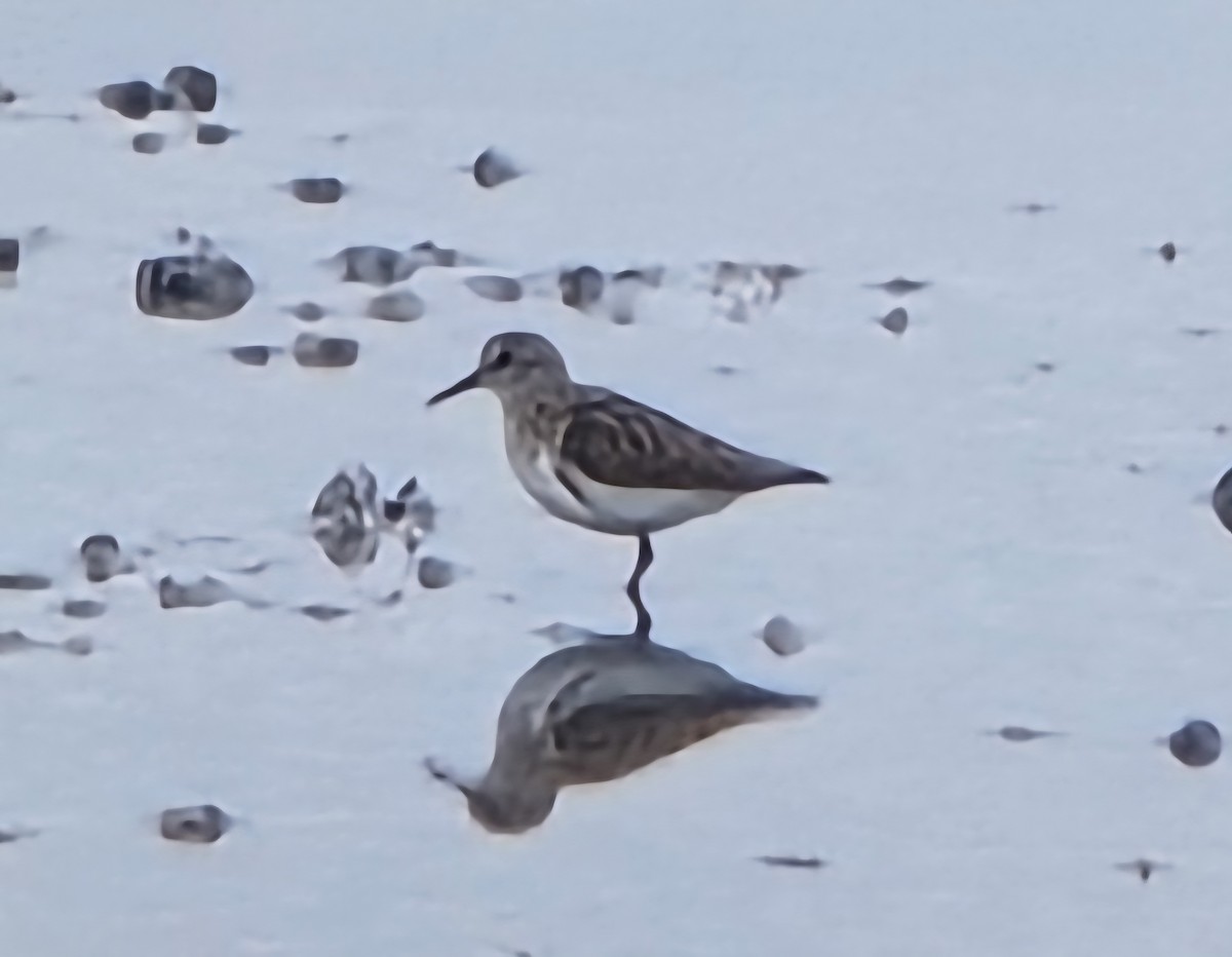 Calidris, unbestimmt - ML642992211