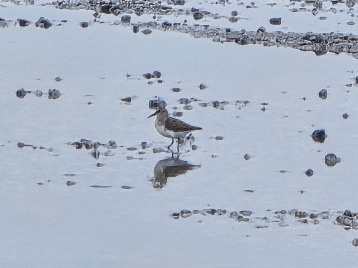 Calidris, unbestimmt - ML642992212