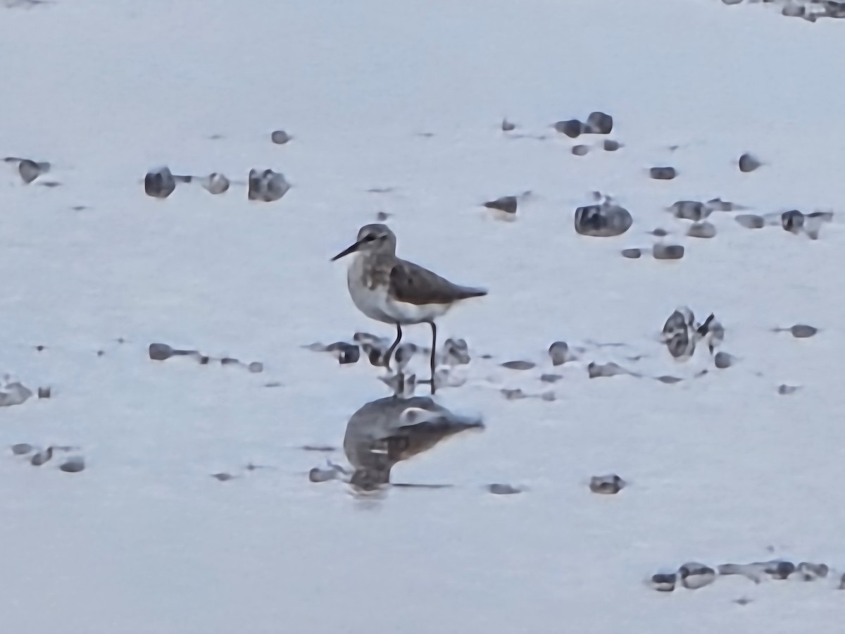 Calidris, unbestimmt - ML642992213