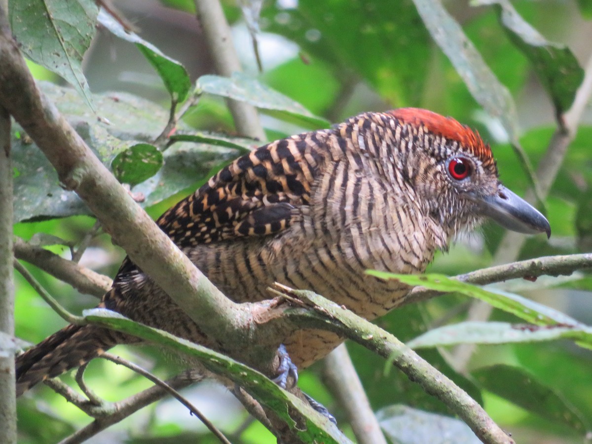 Fasciated Antshrike - ML642992216