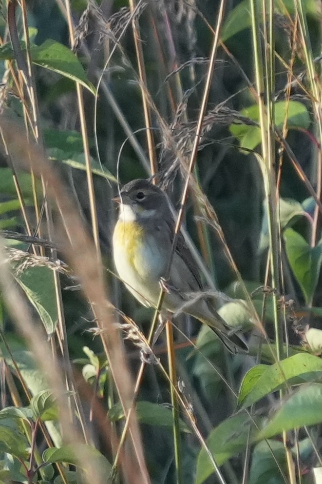 Dickcissel - ML642992221