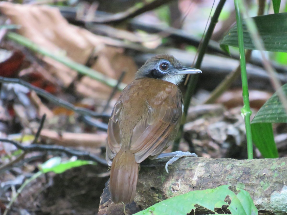 Bicolored Antbird - ML642992228