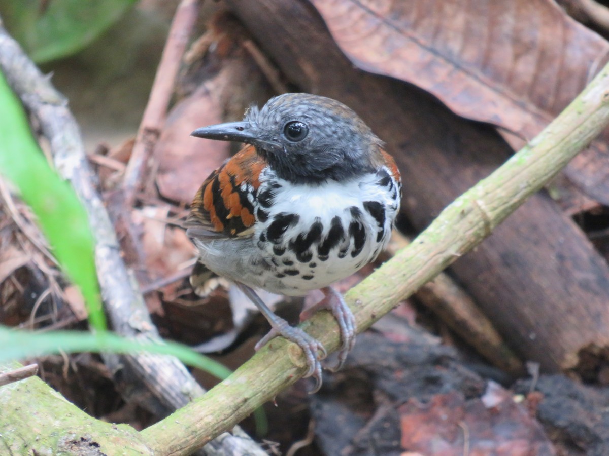 Spotted Antbird - ML642992242