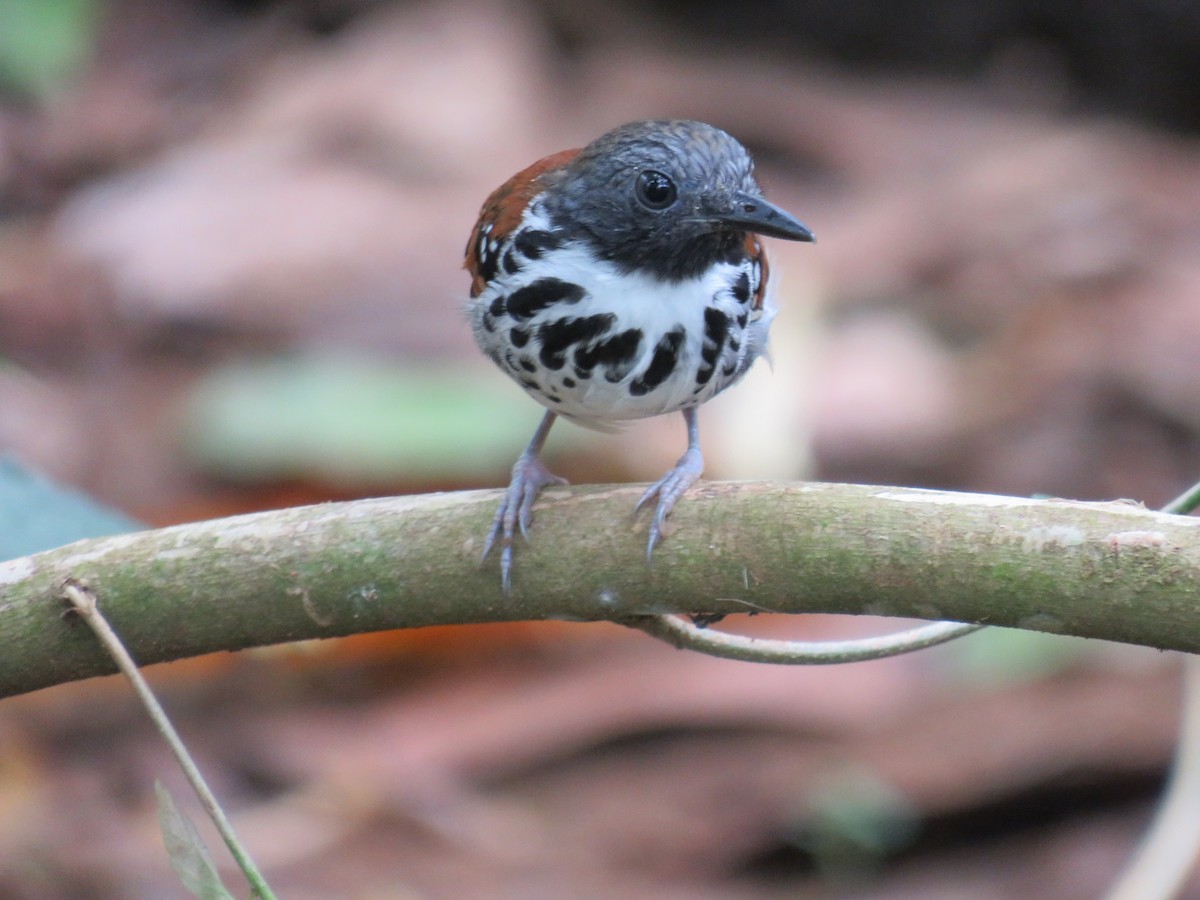 Spotted Antbird - ML642992243