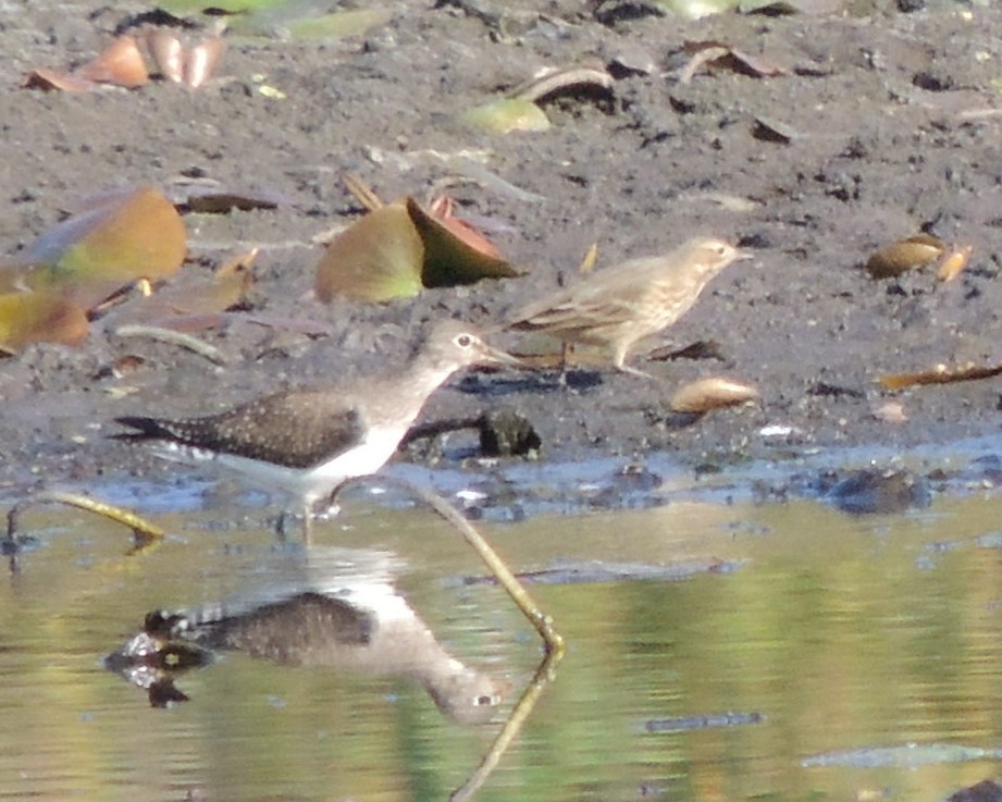 Solitary Sandpiper - ML642992246