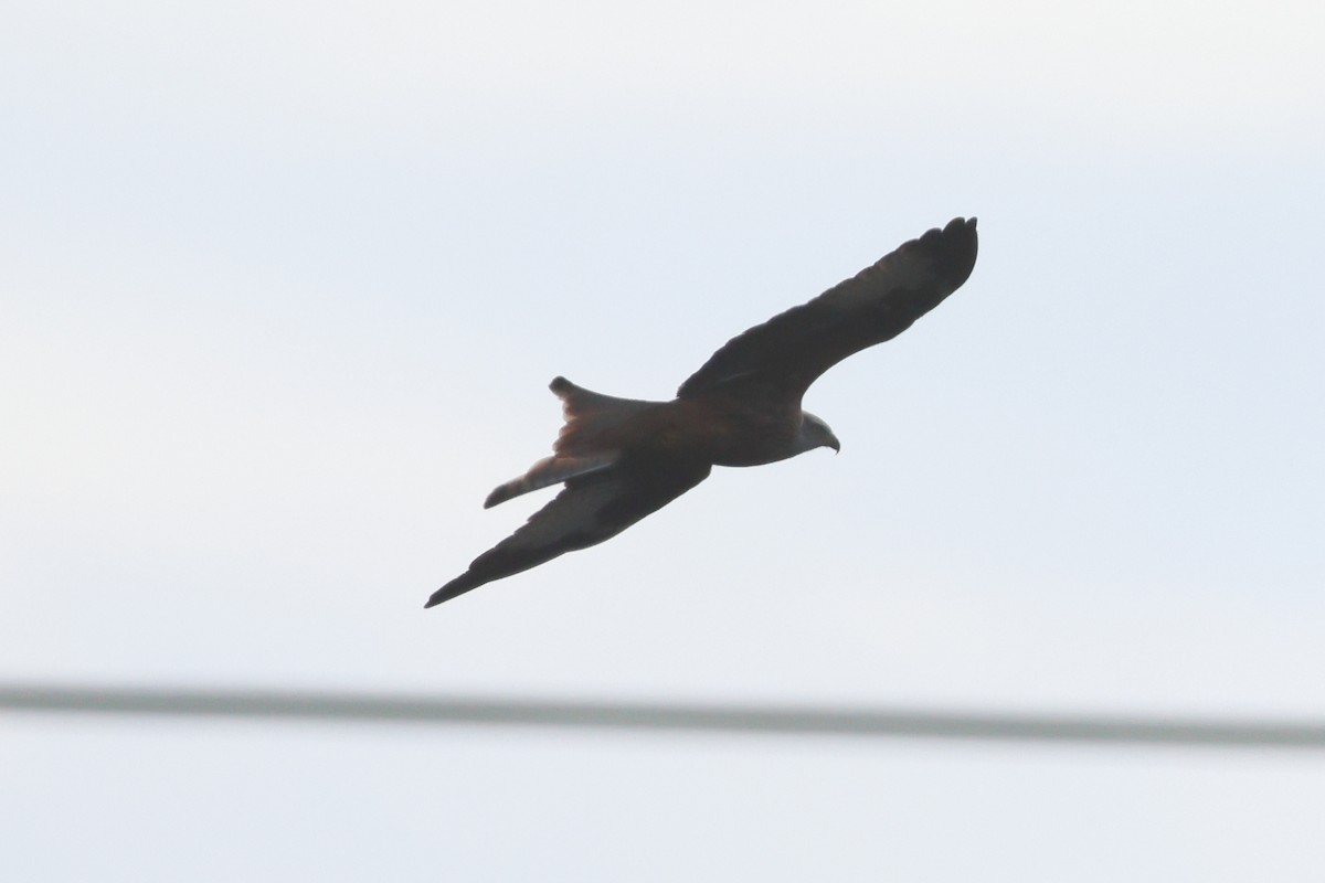 Red Kite - ML642992249