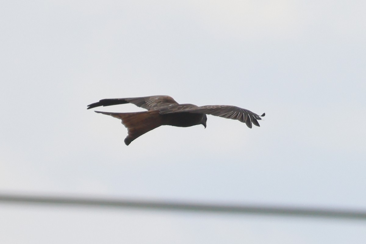 Red Kite - ML642992250