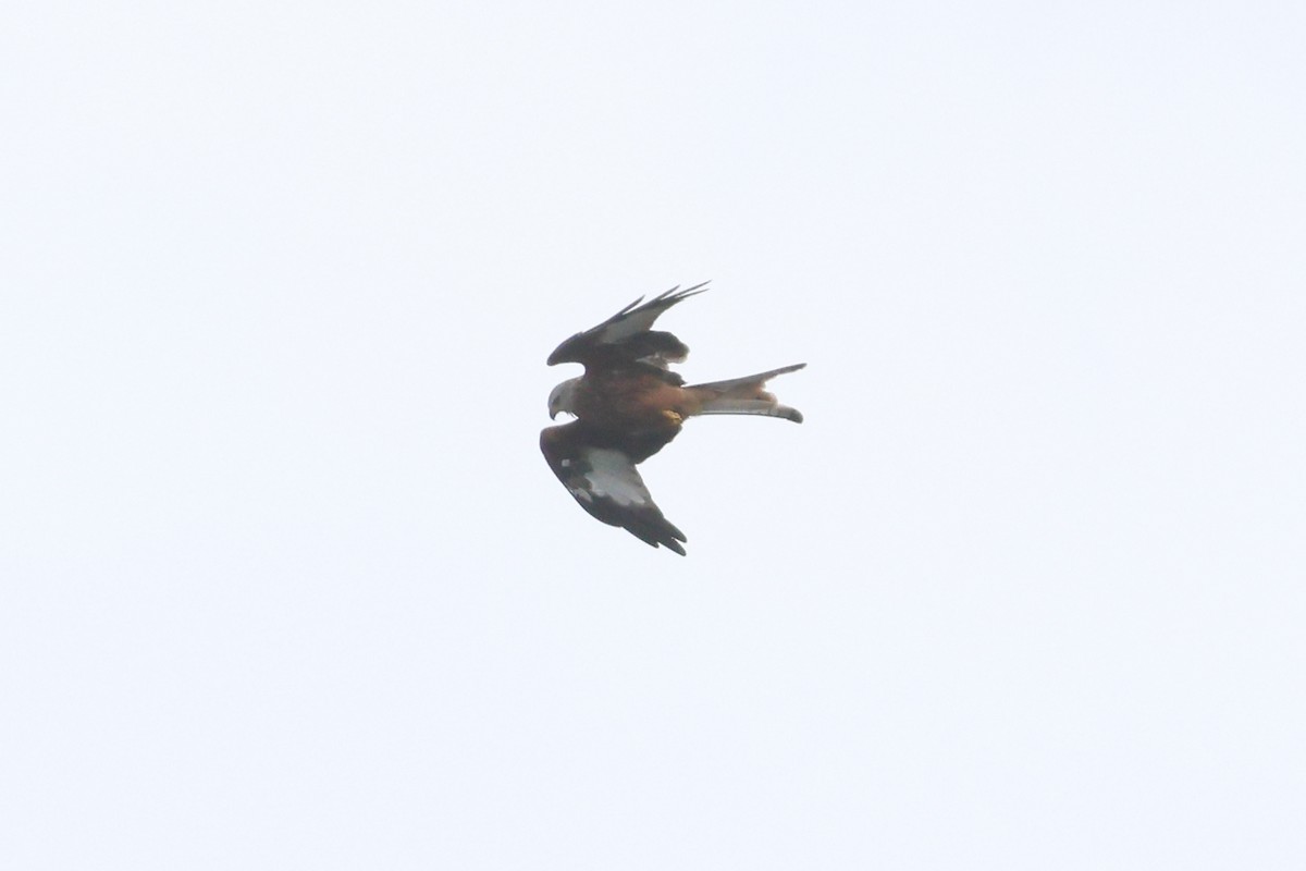 Red Kite - ML642992251