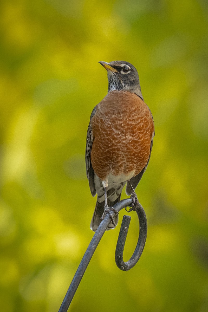 American Robin - ML642992257