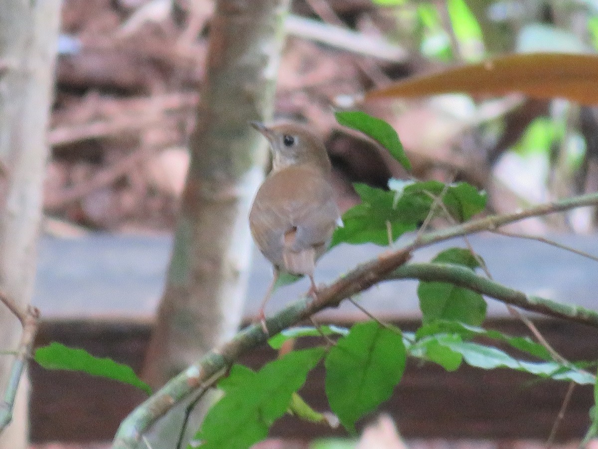 Veery - ML642992267