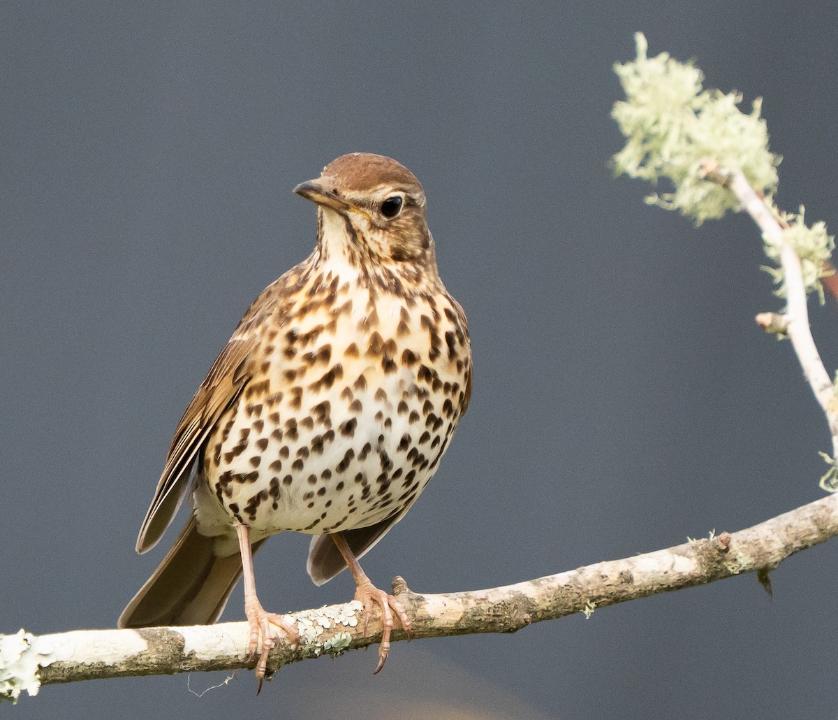 Song Thrush - ML642992268