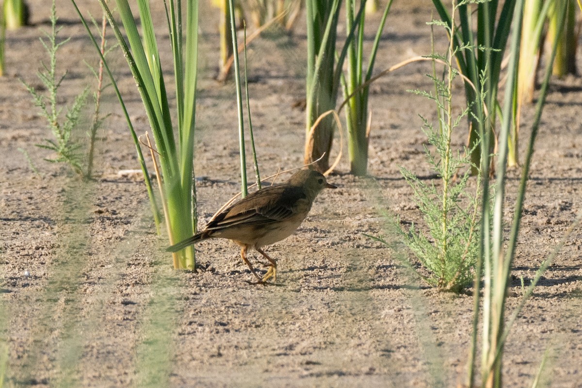 American Pipit - ML642992269