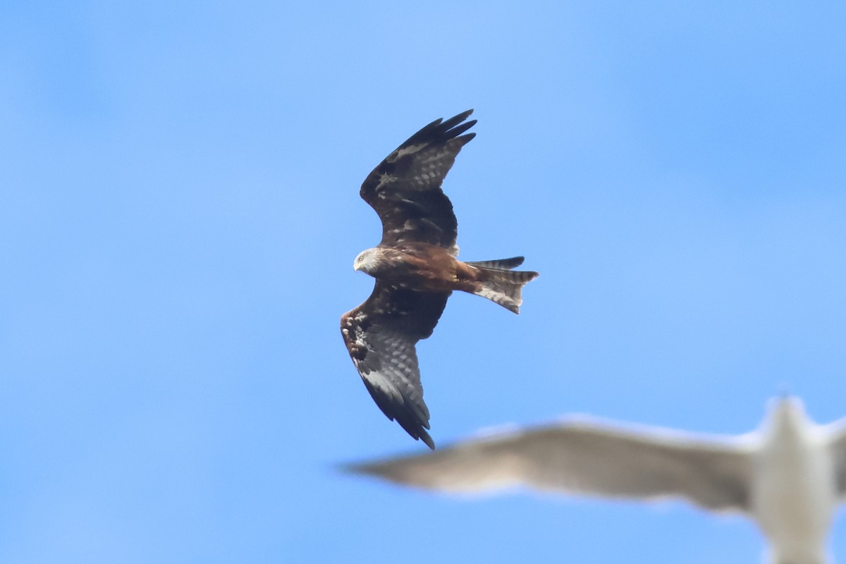 Black Kite - ML642992277