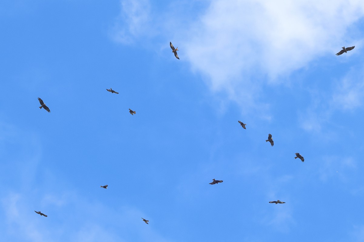 Black Kite - ML642992278