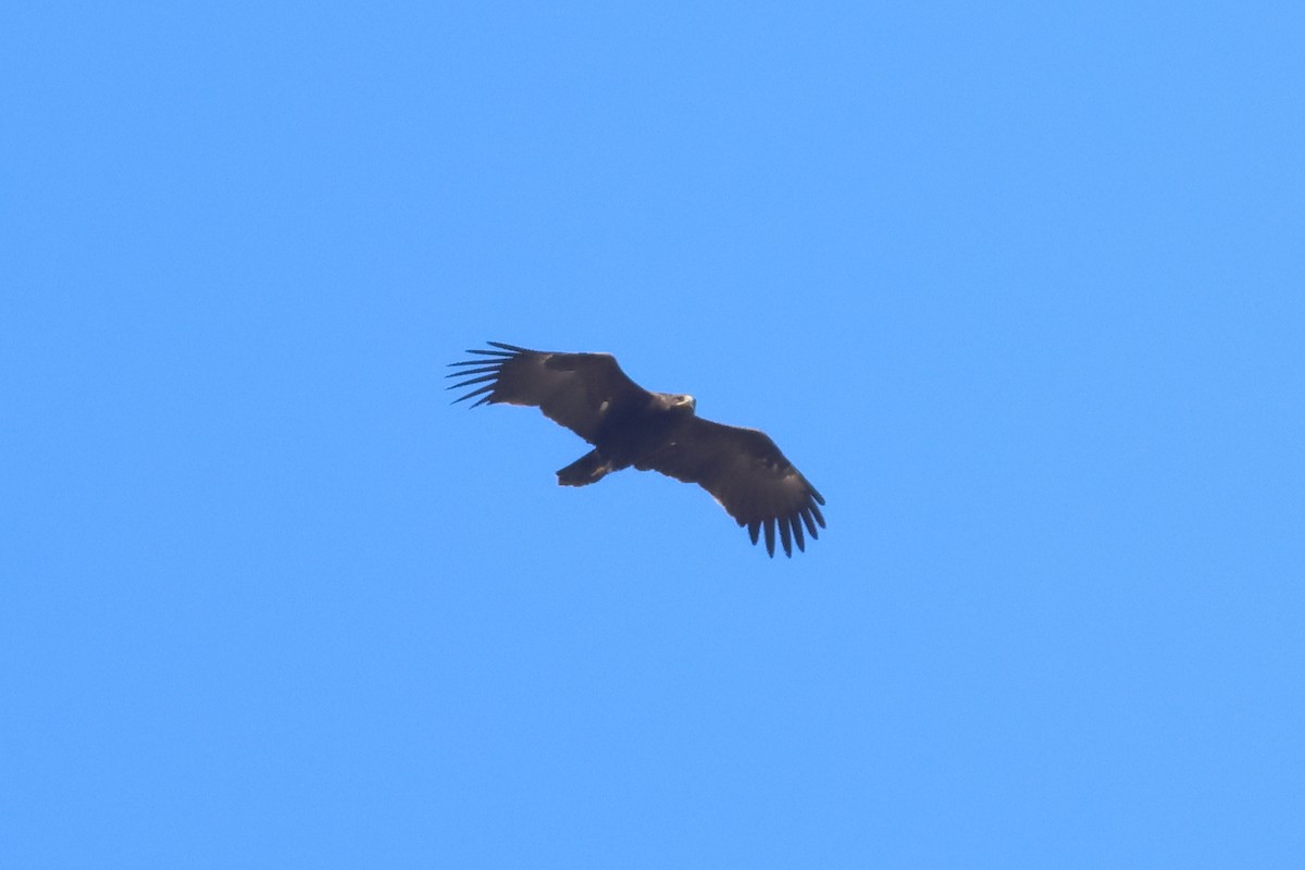Greater Spotted Eagle - ML642992293