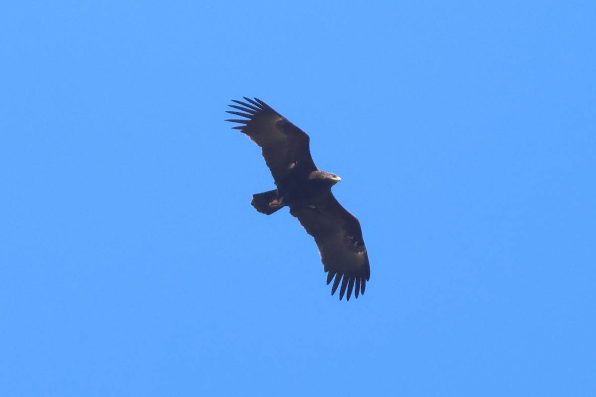 Greater Spotted Eagle - ML642992294
