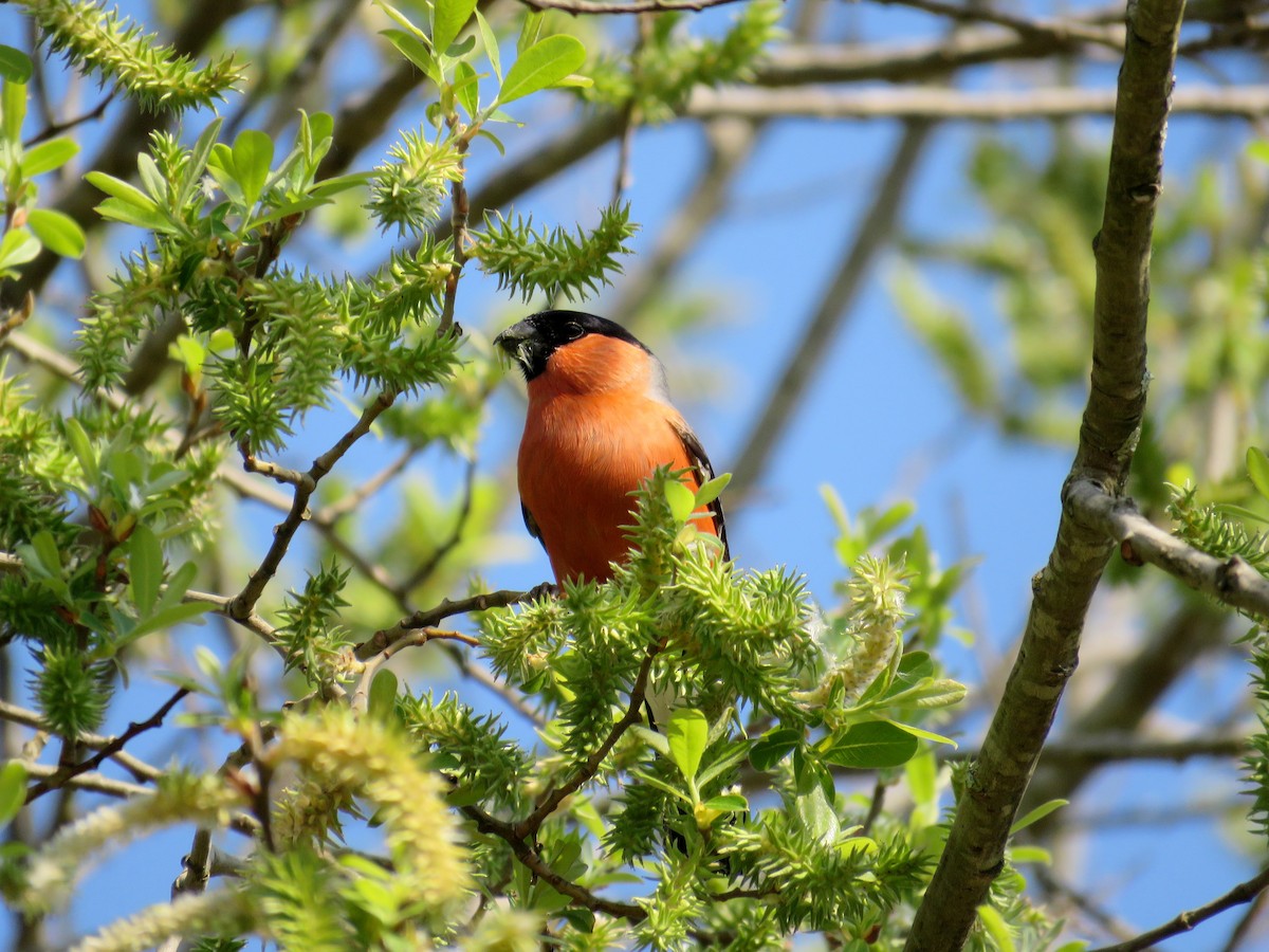 Eurasian Bullfinch - ML642992301