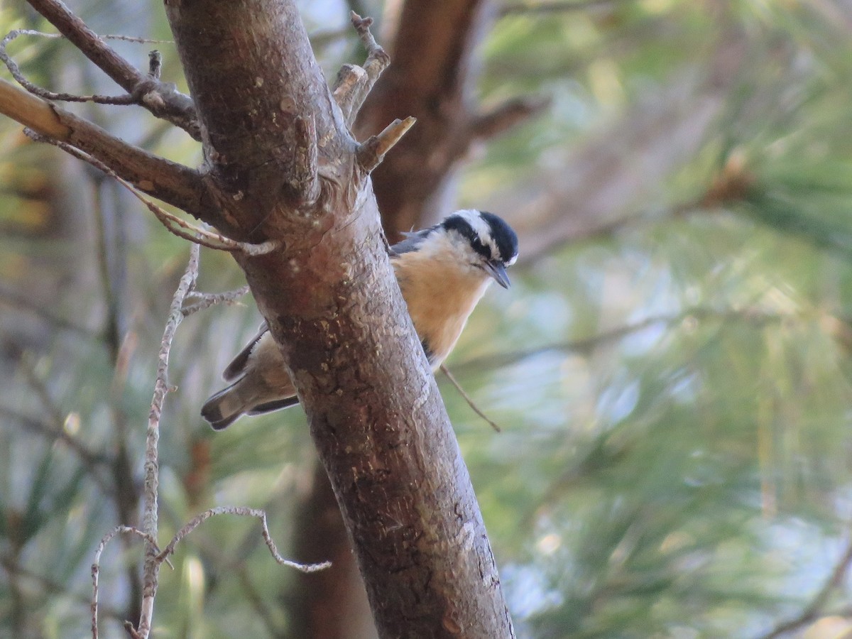 Red-breasted Nuthatch - ML642992303