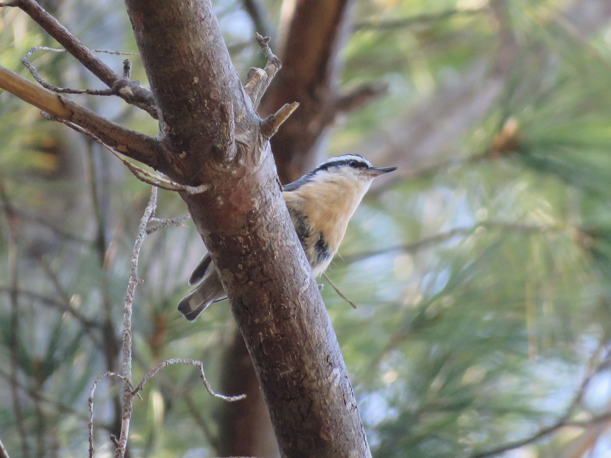 Red-breasted Nuthatch - ML642992304