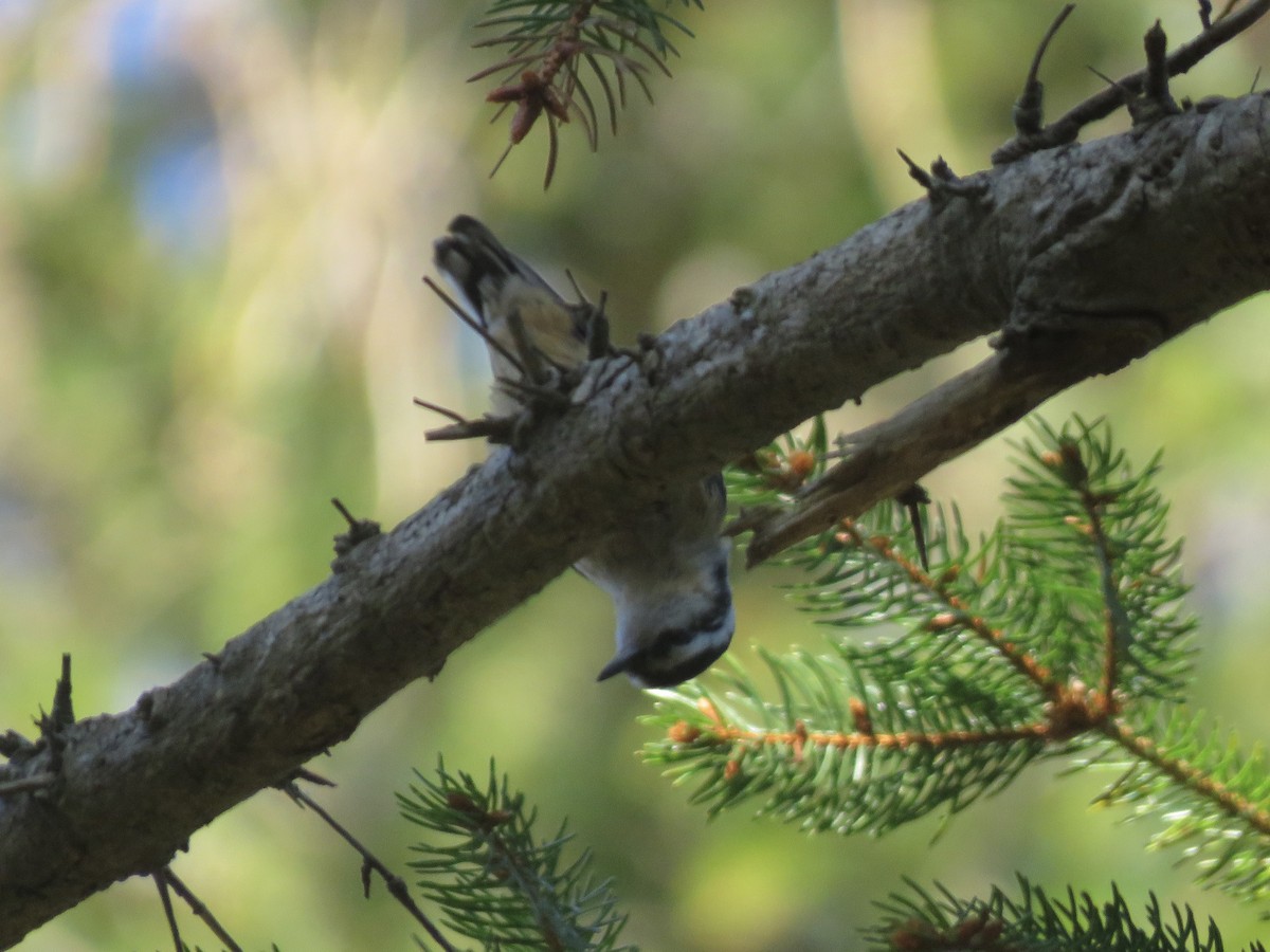 Red-breasted Nuthatch - ML642992305