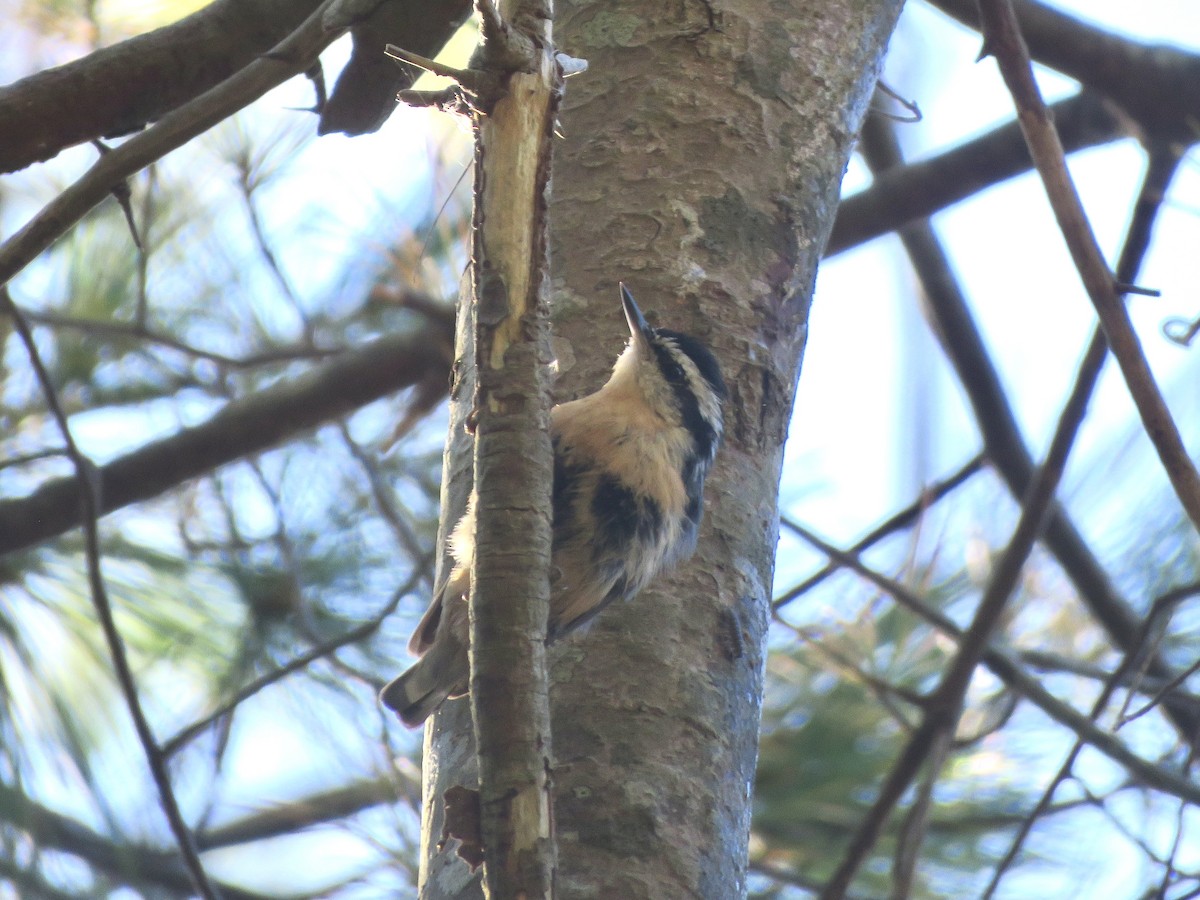Red-breasted Nuthatch - ML642992306