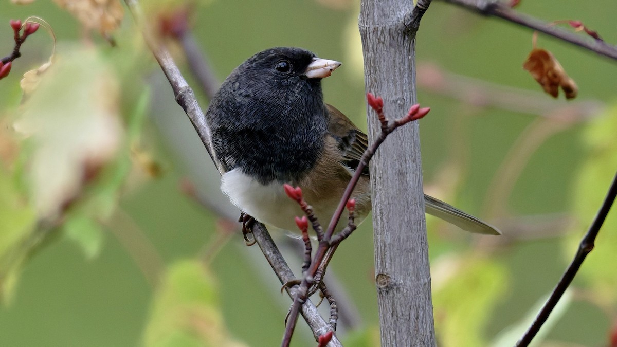 Dark-eyed Junco - ML642992317