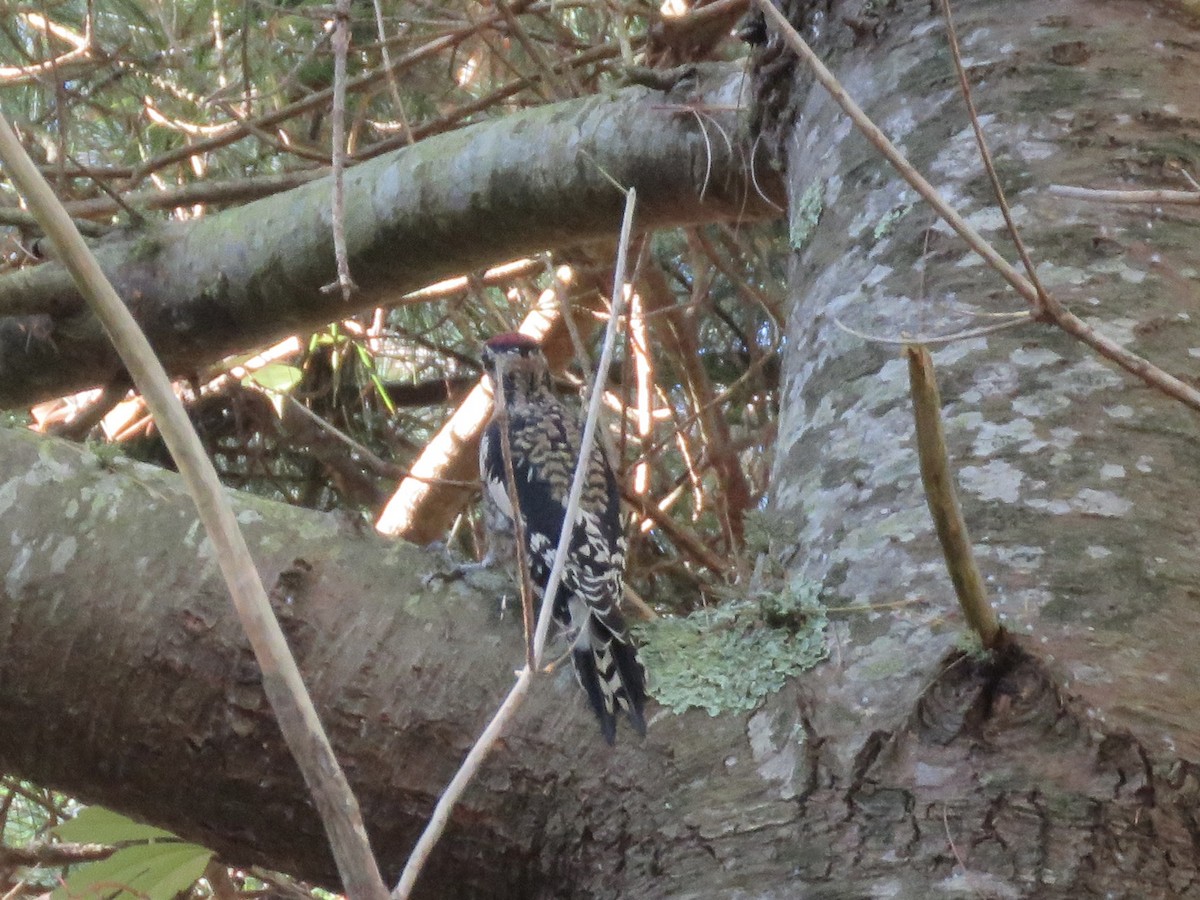 Yellow-bellied Sapsucker - ML642992318