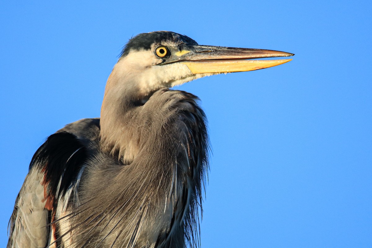 Great Blue Heron - ML642992319