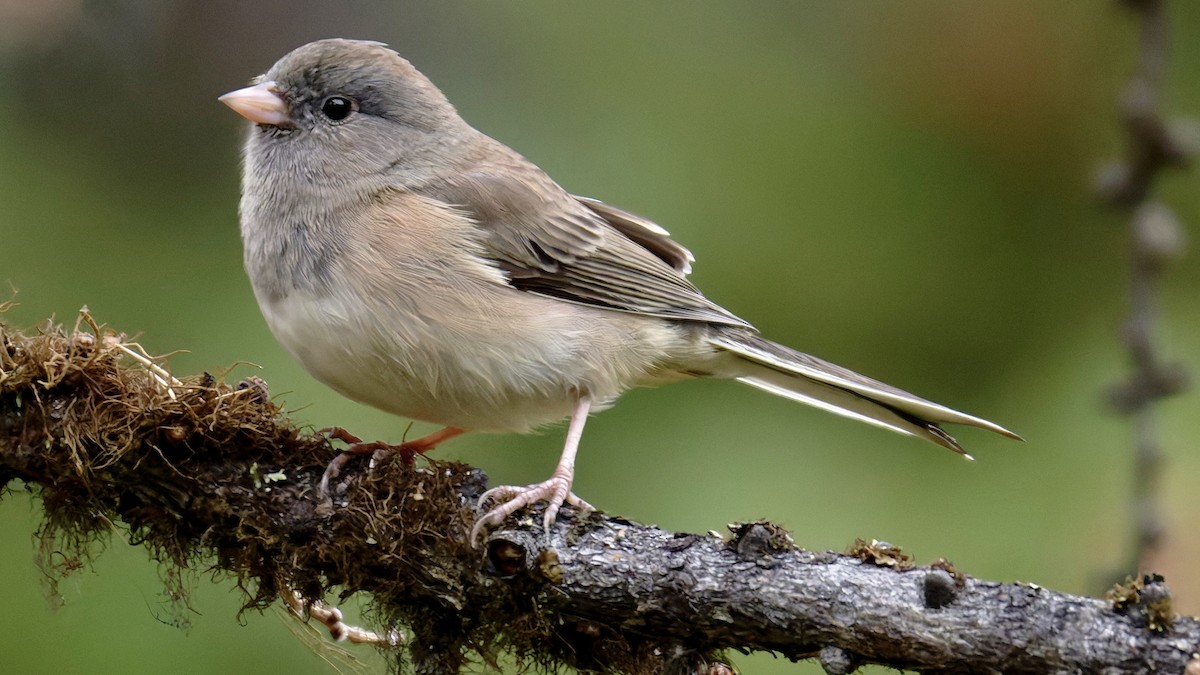 Dark-eyed Junco - ML642992320