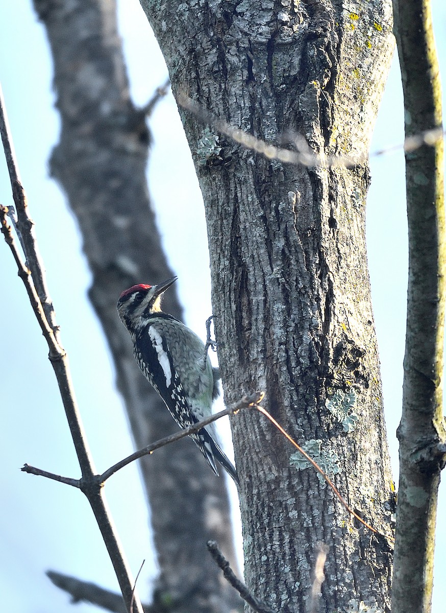Yellow-bellied Sapsucker - ML642992322