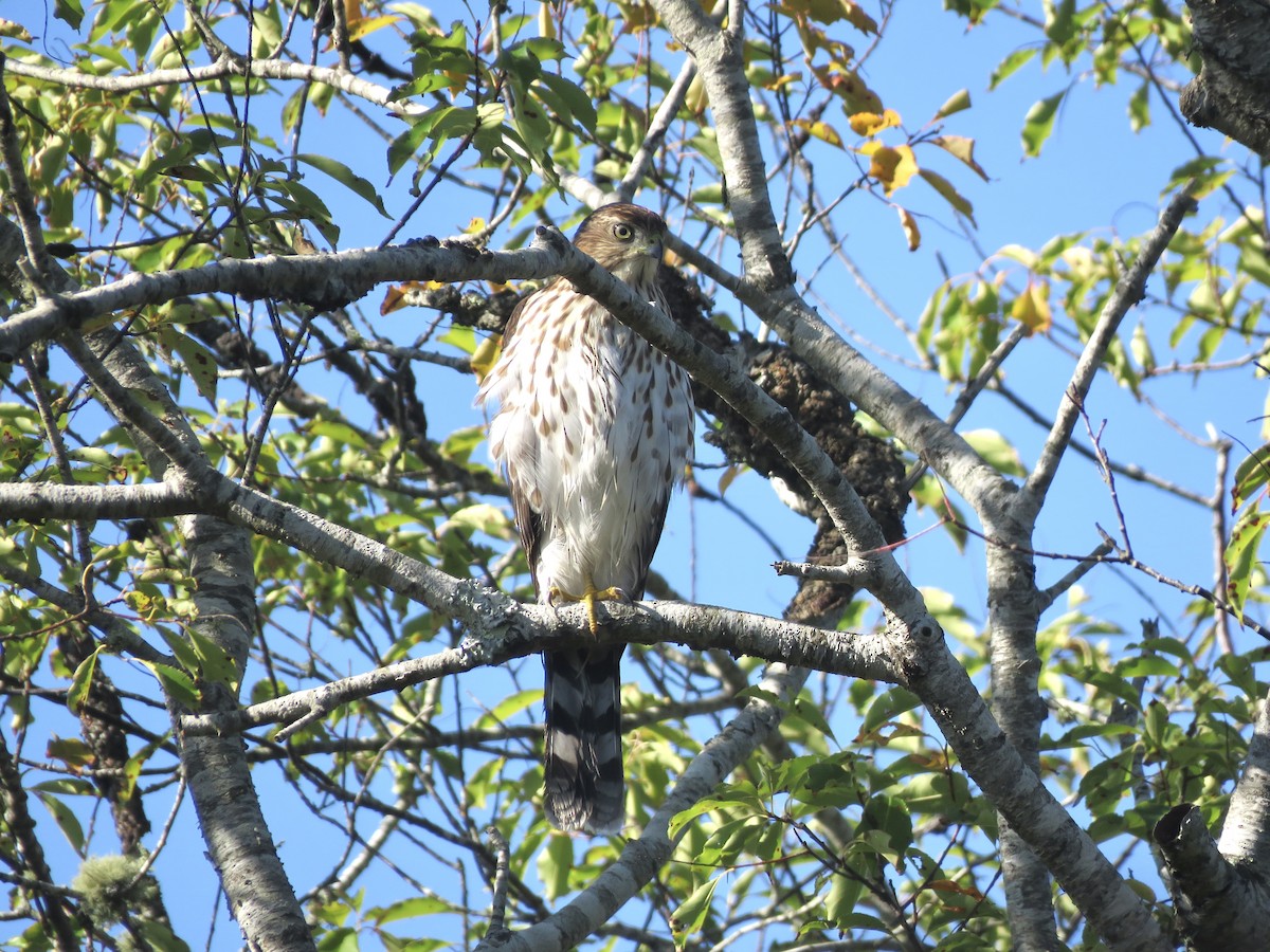 Cooper's Hawk - ML642992331