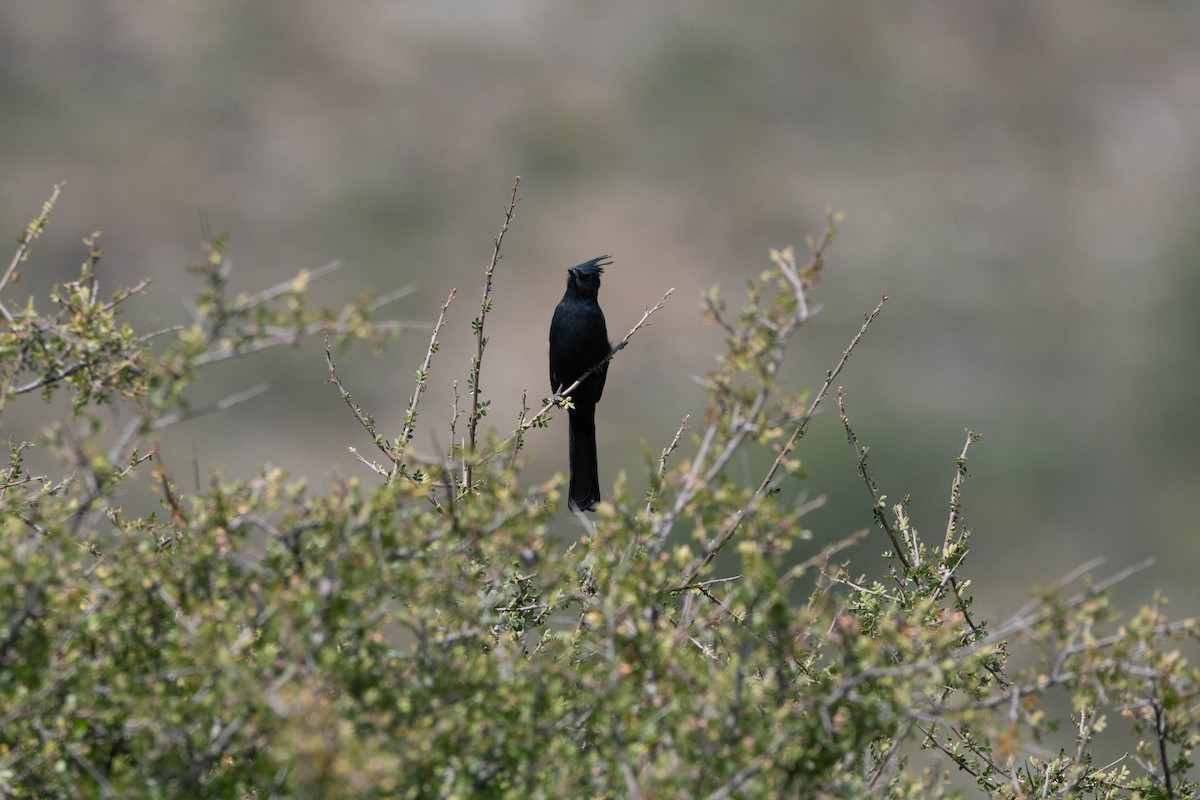 Phainopepla - ML642992339