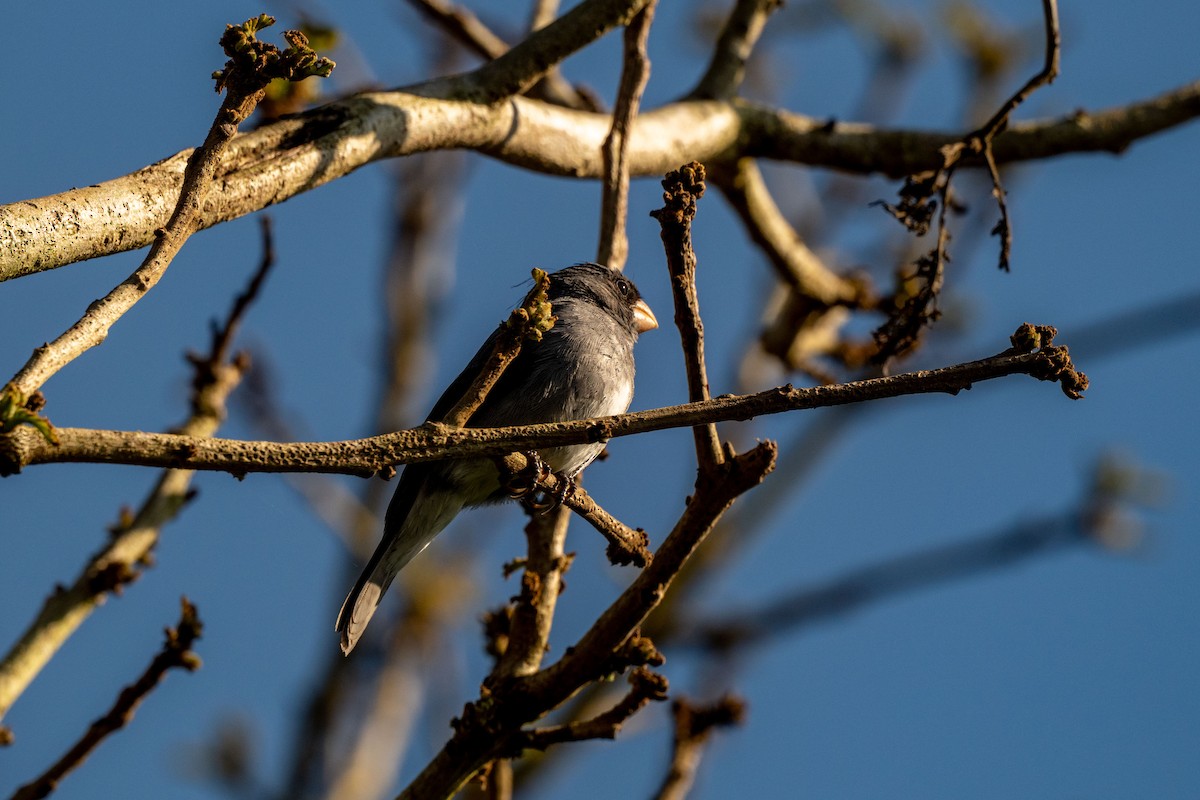 Gray Seedeater - ML642992349