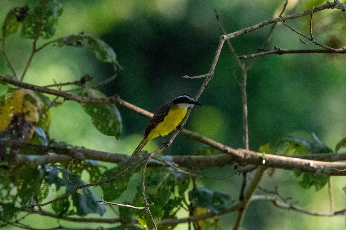 Lesser Kiskadee - ML642992361