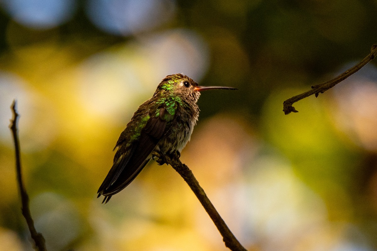Glittering-throated Emerald - ML642992365