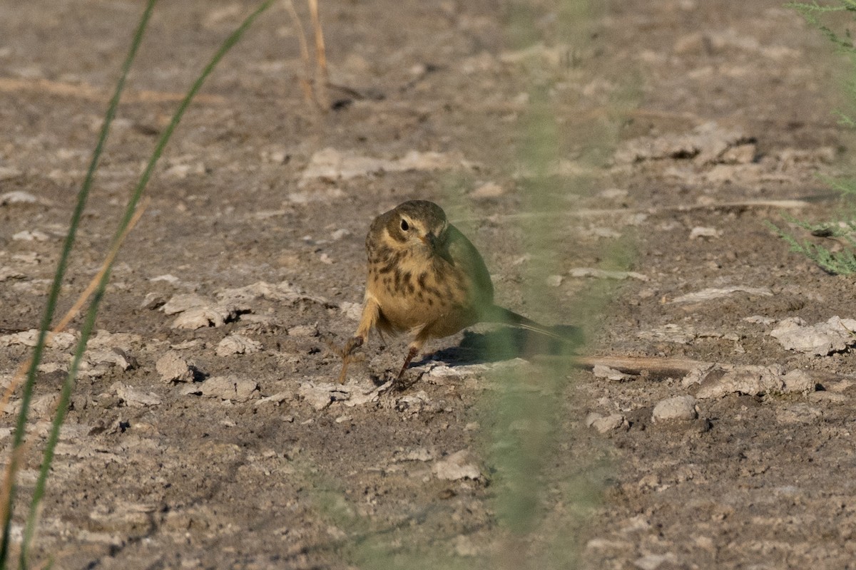 American Pipit - ML642992369