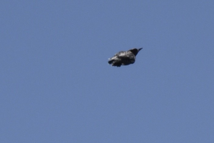sapsucker sp. - ML642992377