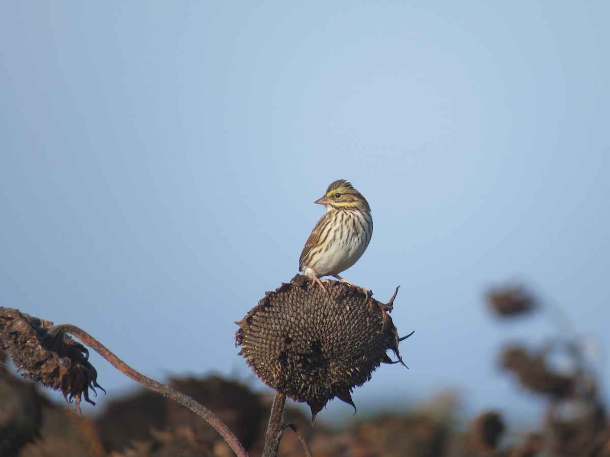 Savannah Sparrow - ML642992378