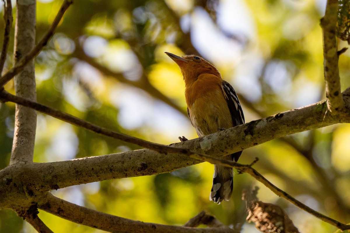 Amazonian Antshrike - ML642992381